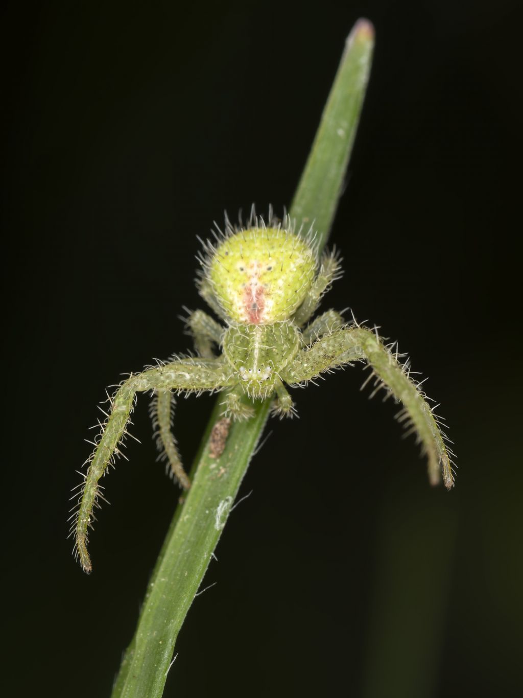 Heriaeus sp da identificare